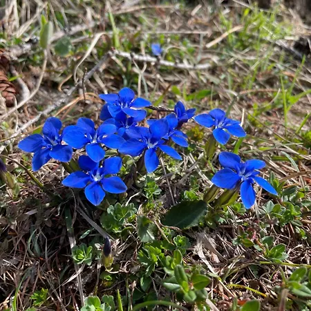 As Leitl * 게를로스베르크